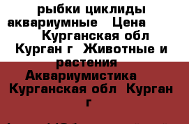 рыбки циклиды аквариумные › Цена ­ 1 000 - Курганская обл., Курган г. Животные и растения » Аквариумистика   . Курганская обл.,Курган г.